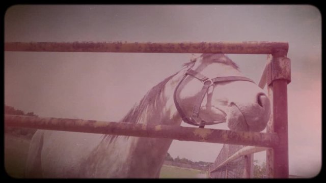 Horse in the pen. Horse farm purebred horses. Training before the races. Vintage video. Archive. Old video. Family chronicle.