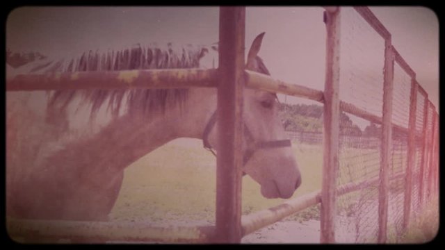Horse in the pen. Horse farm purebred horses. Training before the races. Vintage video. Archive. Old video. Family chronicle.