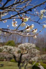 White and pink colored ume blossom （Shiraume) and blue sky
