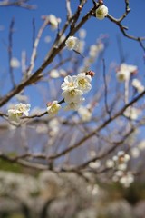 Obraz premium White and pink colored ume blossom （Shiraume) and blue sky