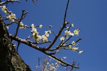 White and pink colored ume blossom （Shiraume) and blue sky