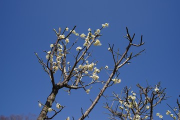 White and pink colored ume blossom （Shiraume) and blue sky