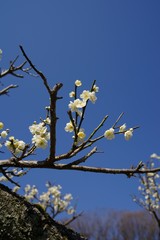 White and pink colored ume blossom （Shiraume) and blue sky