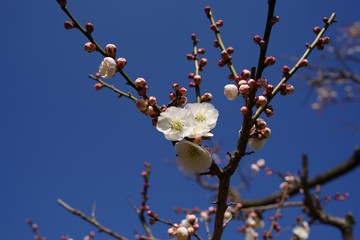 White and pink colored ume blossom （Shiraume) and blue sky