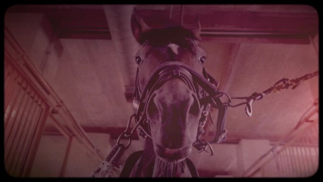 Horse farm. Preparing horses for horse racing. Rearing horses vintage video. Archive. Old video. Family chronicle.