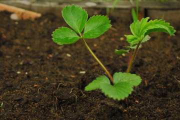 Strawberry plant. Wild stawberry bushes. Blossoming of strawberry. Strawberries in growth at garden