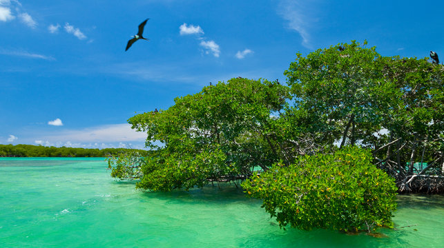 Fragata magn&iacute;fica. Colonia de aves marinas en el manglar. Reserva de la Biosfera de Sian Kaan, Riviera Maya, Estado de Quntana Roo, Pen&iacute;nsula de Yucat&aacute;n, M&eacute;xico