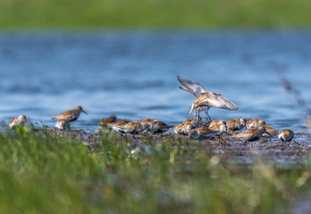 Dunlin