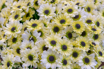 daisy texture. Group of Chamomile flower heads. background. bouquet of beautiful daisies flowers, close up.