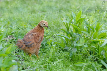Little brown chicken on a bright green grass background.