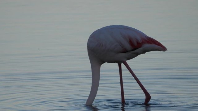 Phoenicopterus roseus, fenicottero rosa, vendicari, sicilia