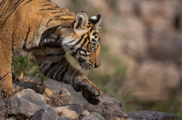 focus on the path ahead!!! Tiger cub exploring its surrounding