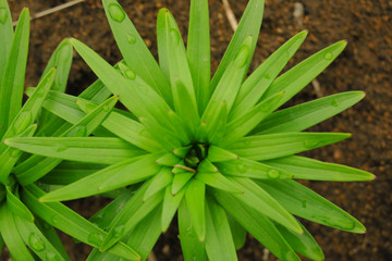 Beautiful Lily green leaves background. Lilium longiflorum flowers in the garden.