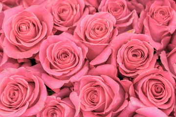 Fototapeta na wymiar Background of pink and peach roses. Fresh pink roses. A huge bouquet of flowers. The best gift for women