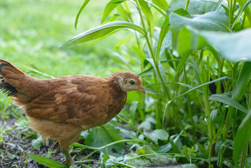 Grown brown chicken is looking for insects in the lush thickets of grass.