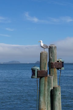 A Leisurely Seagull Looking at Something
