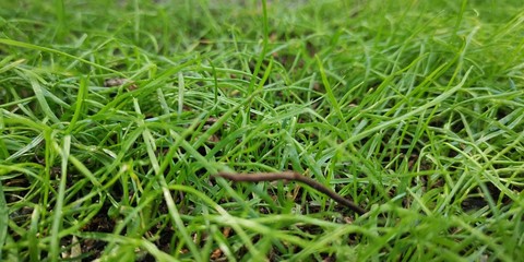dew on grass