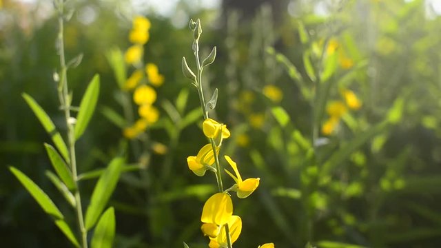 The wind is blowing yellow pummelo flower moving.