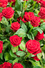 Fresh, natural red roses with green leaves. background. vertical photo