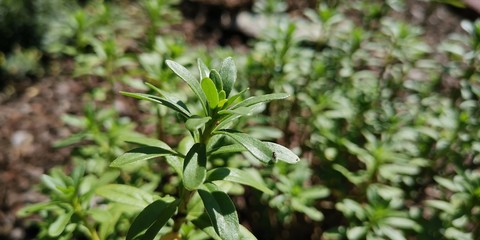 plants in the garden