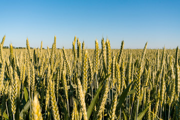 ear of wheat. Wheat field. sun flare