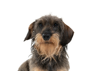 Closeup of the head of a bi-colored longhaired  wire-haired Dachshund dog with beard and moustache isolated on a white background