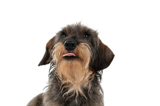 Closeup of the head of a bi-colored longhaired  wire-haired Dachshund dog with beard and moustache and tongue out isolated on a white background
