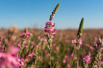 Onobrychis viciifolia inflorescence, common sainfoin with pink flowers. Wild pink flowers 