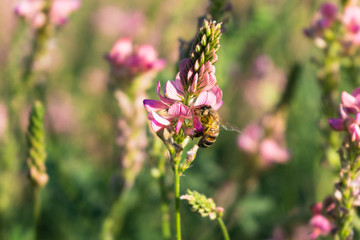 bee collects nectar from a pink flower. close-up