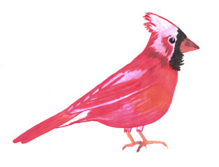 Red Cardinal bird watercolor- Cardinalis cardinalis