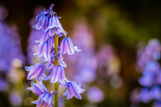 Close up of pretty, vibrant, purple Bluebells with shallow depth of field background