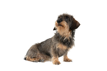 Full bofy Closeup of a bi-colored longhaired  wire-haired Dachshund dog with beard and moustache isolated on a white background