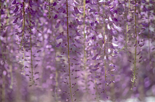 藤の花 の画像 97 162 件の Stock 写真 ベクターおよびビデオ Adobe Stock