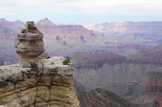 Grand Canyon Duck on a Rock