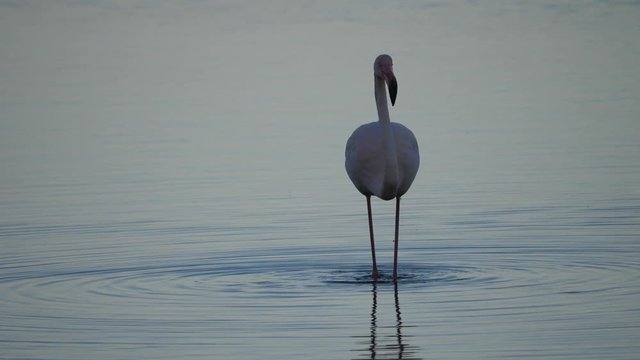 Phoenicopterus roseus, fenicottero rosa, vendicari, sicilia
