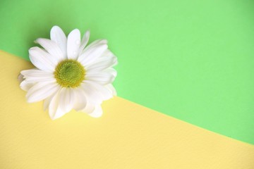 Fototapeta na wymiar One white Daisy flower on yellow and green background divided diagonally, close-up, beauty concept theme