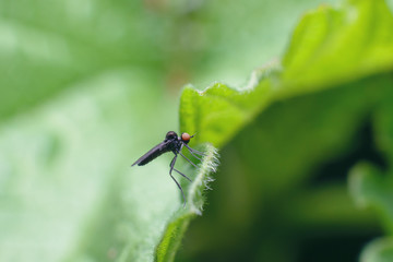 A small black fly with big red eyes sits on a green juicy leaf.  Side view. Beautiful spring summer natural background with copy space. Macro photography of insects, selective focus.