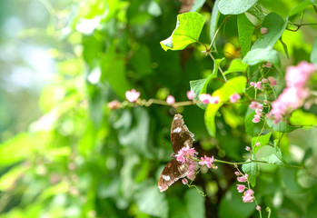 Butterfly garden, spring concept