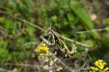 Conehead mantis (Empusa pennata) mediterranean shrubland ambush predator insect