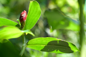 Shadow of a butterfly in a park