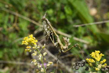 Conehead mantis (Empusa pennata) mediterranean shrubland ambush predator insect