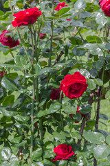 Buds of red roses on long stems