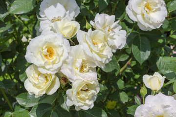 Obraz na płótnie Canvas White rose buds among green leaves