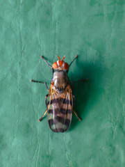 A small fly with large red eyes and black stripes on transparent wings sits on a green background. Macro photography of insects, selective focus, copy space.