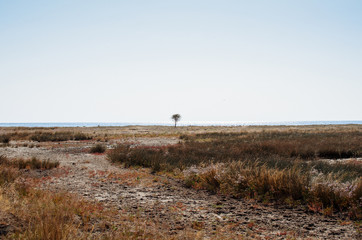 Lonely tree on the seashore background