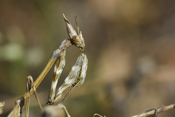 Conehead mantis (Empusa pennata) mediterranean shrubland ambush predator insect