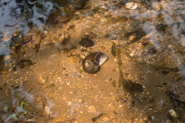 There is a beautiful big snail shell and some beautiful shells in the clear and transparent stream.