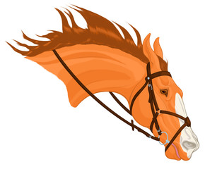 Chestnut horse in bridle with a snaffle bit and Mexican noseband. Stallion craned its neck forward, laid ears back. Head of a steed with a blaze face marking. Vector clip art for equestrian goods.