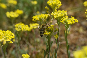 Honey bee collecting nectar from yellow flowers in the spring time. Bee pollinating yellow wild flowers