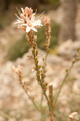Florecillas del campo